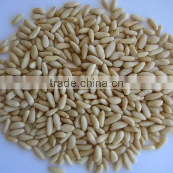 Pine Nuts Kernel
