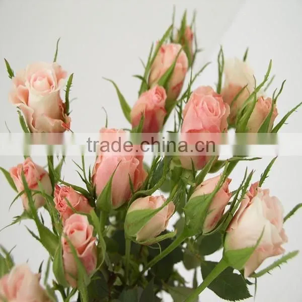 High Grade Spray Rose Export From China photo-2