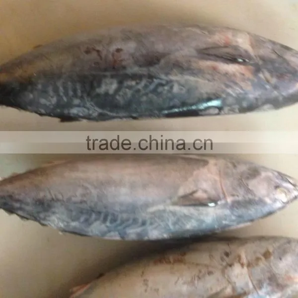 Bonito Tuna photo-6