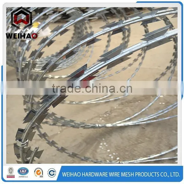 Sharp Barbed Wire photo-3