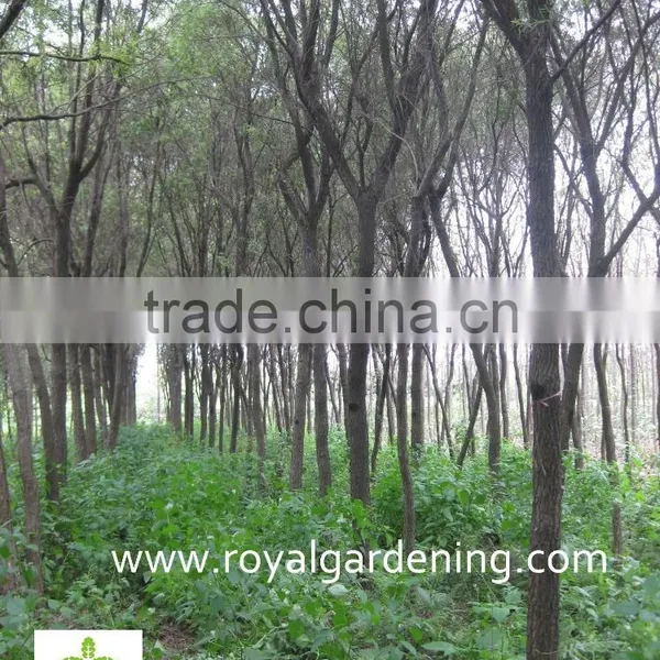 Callistemon Viminalis photo-3