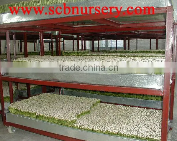 Lucky Bamboo Dracaena Sanderiana Nursery photo-3