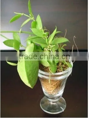 PT-002 Aselepiadaccae Dischidia Pectinoides Pot Plant