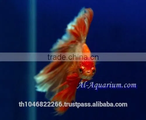 Halfmoon Betta Fish Farm For Sale and Export / Ornamental Fish Thailand photo-4