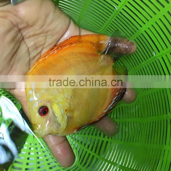 Discus Fish Farm and Export Company photo-6