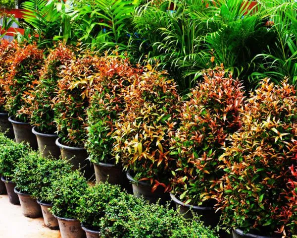 Eco-Friendly Indoor Potted Plants Landscaping Decoration Multicolor