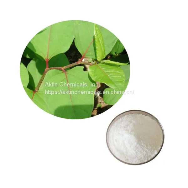 Factory Supply Natural Giant Knotweed Extract/ Resveratrol 50%-99%