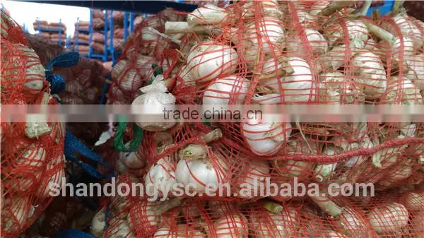 Pure White Garlic photo-2