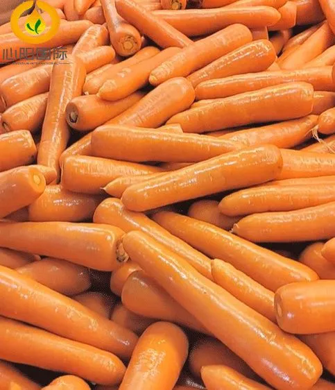 Fresh Carrot