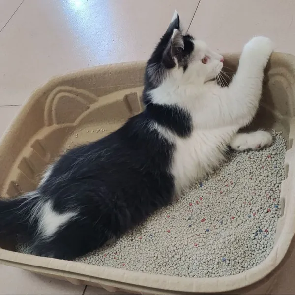 Bac à litière pour chats jetable – Pas de nettoyage, pas de saleté, jetez-le et remplacez-le, portable