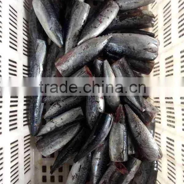 HACCP EU HGT Frozen Bonito Fish and Auxis Thazard photo-2