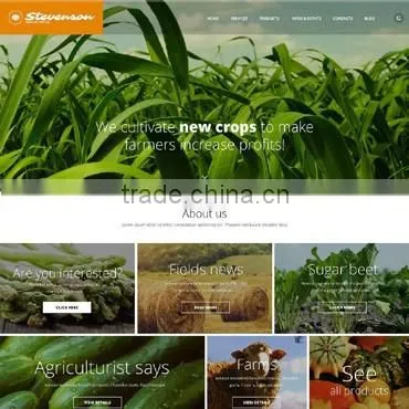 Small Business Website Design photo-3