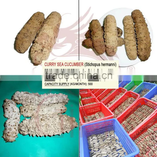 Dried Sea Cucumber Vietnam, Curry Fish, Stichopus Hermanni