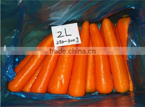 Chines Bulk Fresh Carrots Fresh Carrot Price photo-3