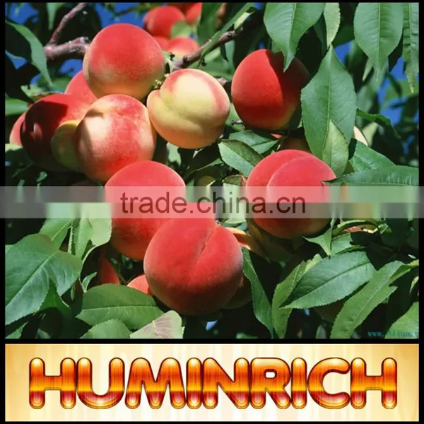 Relationship Between Root Growth And Fertilization Of Fruit Trees photo-4