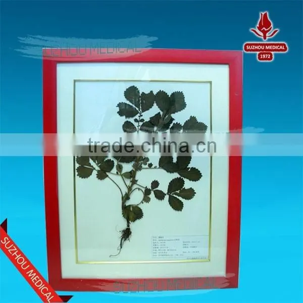 Medicinal Plants Herbarium photo-4