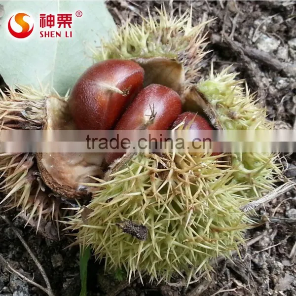 New Crop Fresh Chestnut is the Best Fruit and Vegetables photo-3
