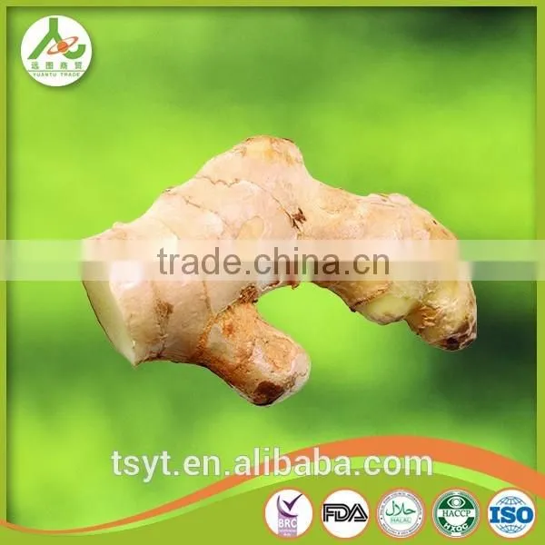 2016 Season Mature Old Ginger photo-3