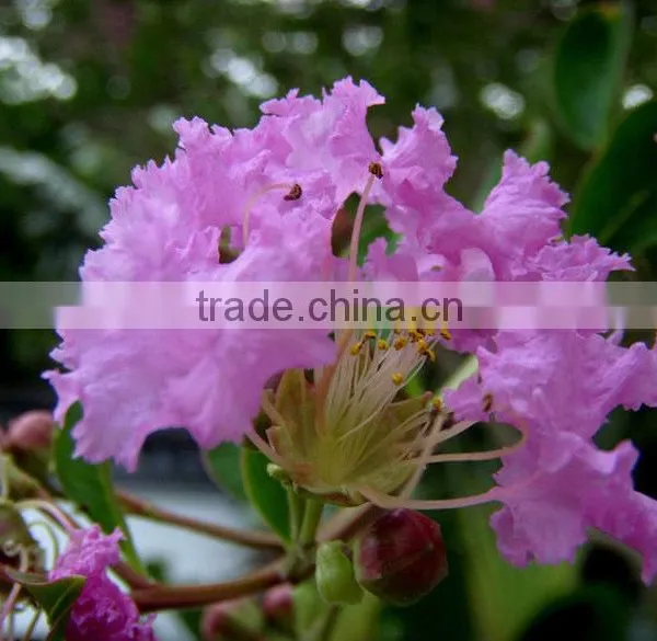 GMP Kosher Natural Kacip Fatimah Extract Powder photo-2
