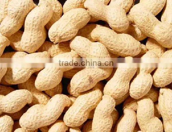 Raw Peanuts in Shell photo-3