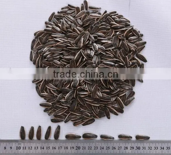 Good Quality Striped Sunflower Seeds