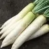 White Radish