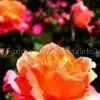 Rose Flower Extract