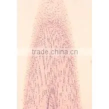 Plant Root Slides , Plant Root Tip Slides , Root Slides of Botany, Root Slides of Root photo-4