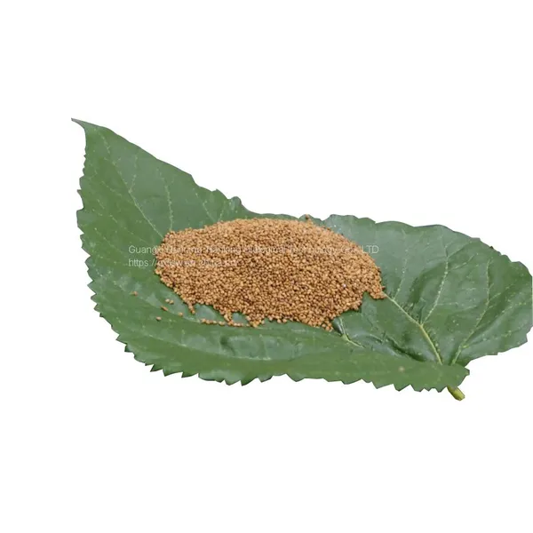 Mulberry Seeds Mulberry Tree Seedling Guangxi Gui Sang 6 Mulberry