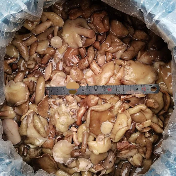 Suillus Granulatus Mushroom in Brine