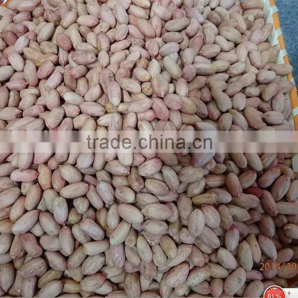 Delicious Roasted Peanuts in Shell for Sale photo-6