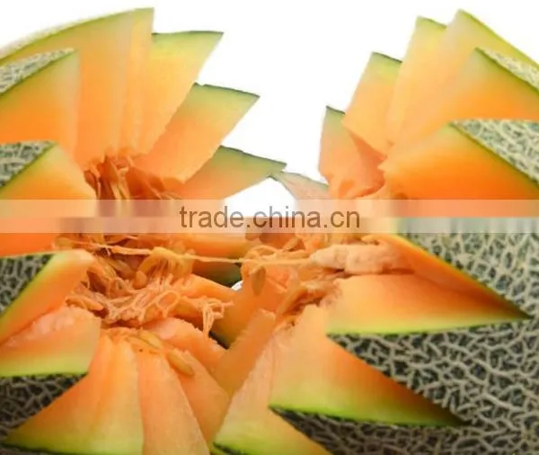 Fresh melon sweet melon price