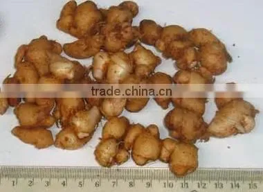 Lesser Galanga/ Kaempferia Galanga/ Sand Ginger photo-2
