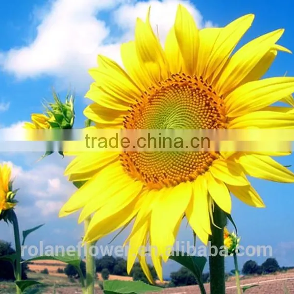 2016 Selling Big Buds Fresh Cut Sunflower Flowers For Weddings photo-2