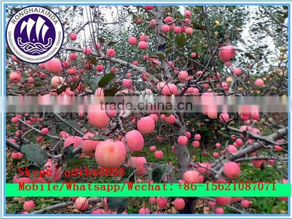 2015 Fresh Fuji Apple on Sale in Hot Sale Season With High Quality and Lowest Price photo-6