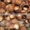 COCONUT SHELLS