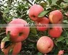 Red Fuji Apple