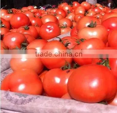 High quality fresh tomato/farm fresh tomatos