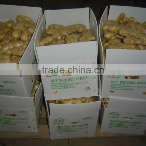 Fresh Air Dried Ginger photo-6
