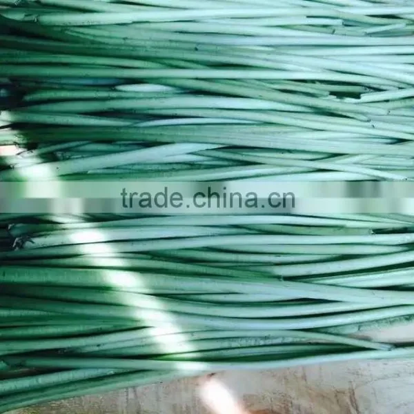 Good Quality Wasabi IQF Wasabi photo-3