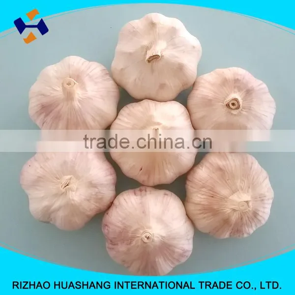 Red Garlic Size6.0cm photo-6