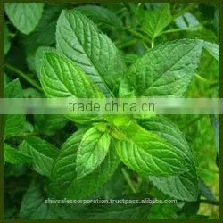 Peppermint Oil