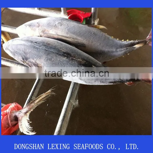 Frozen Yellowfin Tuna