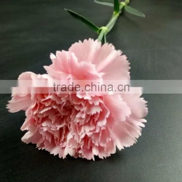 Mother's Day Gifts Fresh Carnation Flower High Quality Fresh Cut Carnation Wholesale From Yunnan photo-5