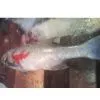 Chilled/Fresh Indian Salmon