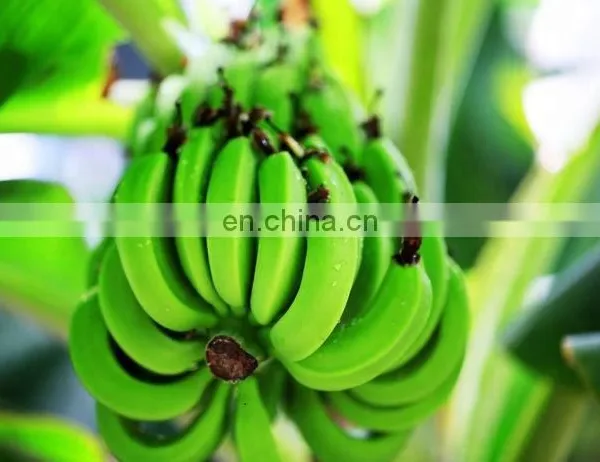 Banana Peeling Machine Banana Peel Plantain Skin Removing Machine photo-5