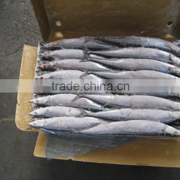 Frozen Fish Pacific Saury Whole Round photo-3