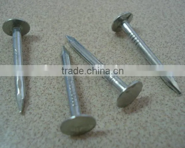Galvanized Clout Nails Factory photo-3