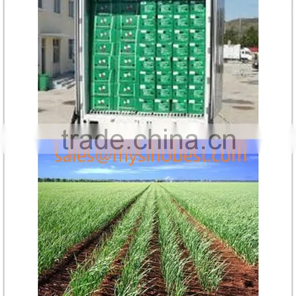Chinese Manufacutrer Supplyier Fresh Garlic