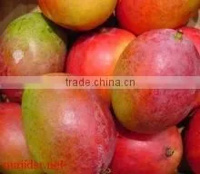 Mango photo-4